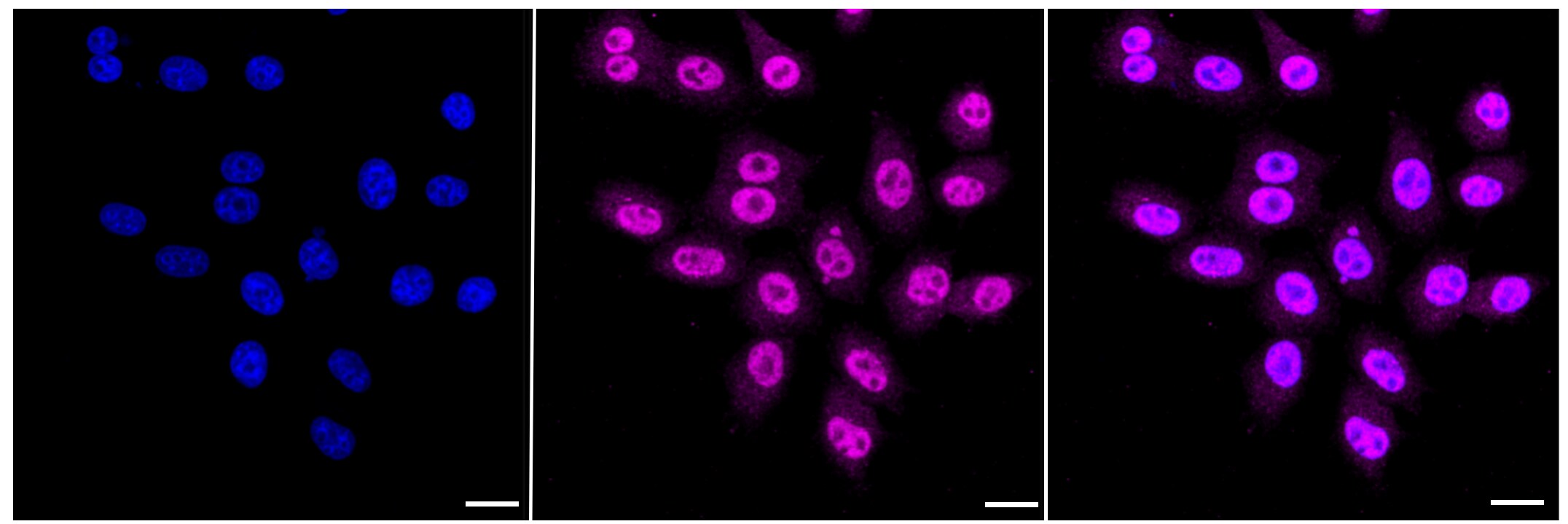 Crk Antibody (23GB1405)