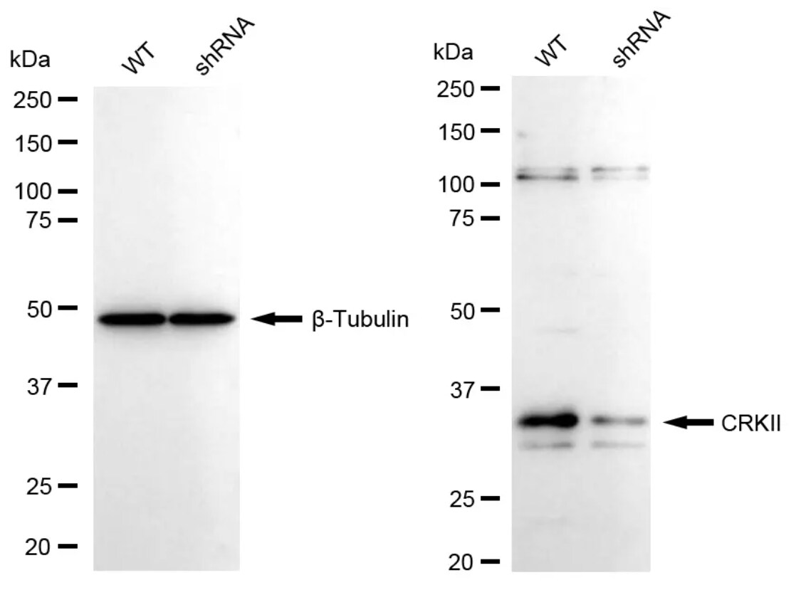 Crk Antibody (23GB1405)