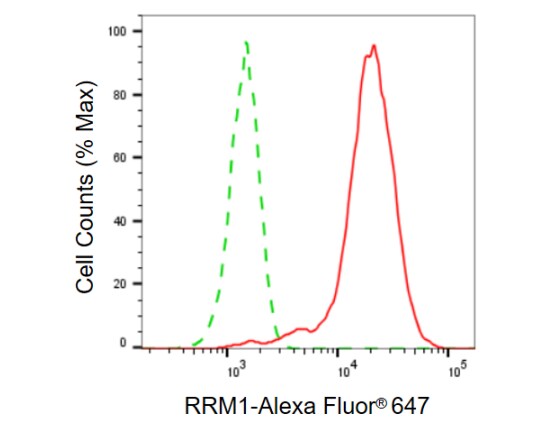 RRM1 Antibody (23GB960)