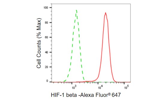 ARNT/HIF-1 beta Antibody (23GB660)