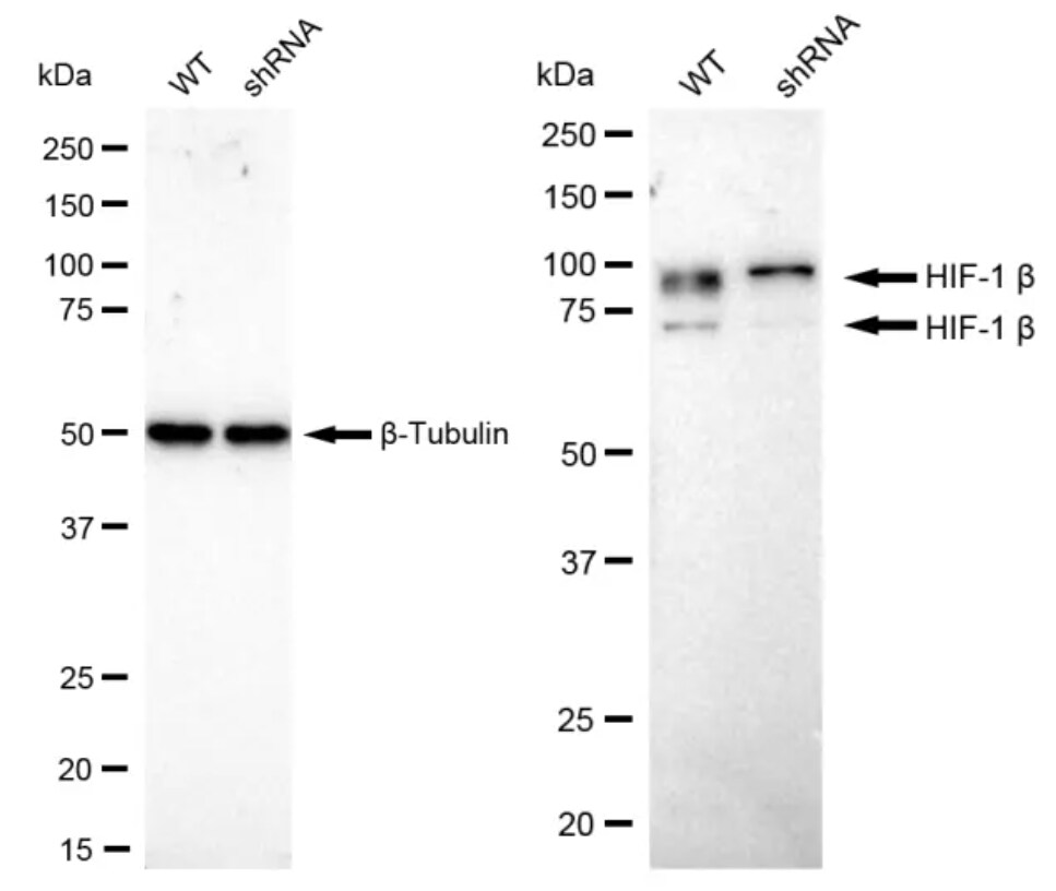 ARNT/HIF-1 beta Antibody (23GB660)