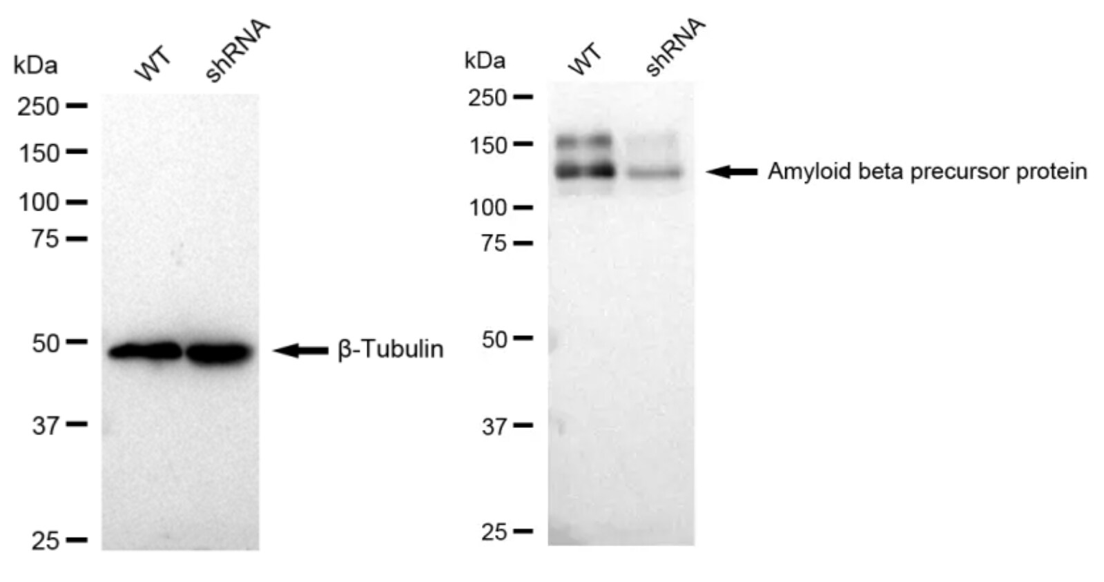 APP Antibody (23GB1535)