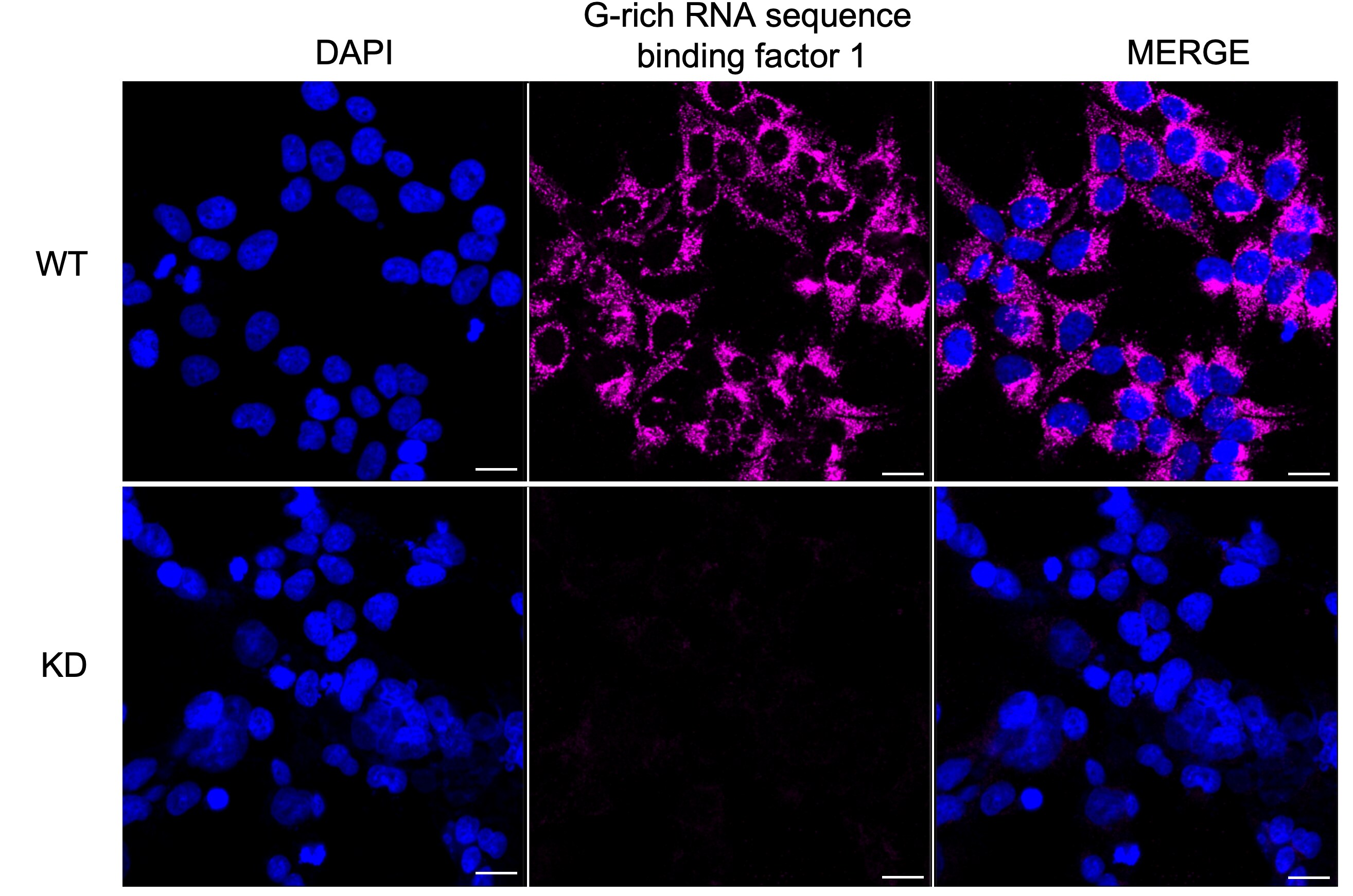 GRSF1 Antibody (23GB1660)