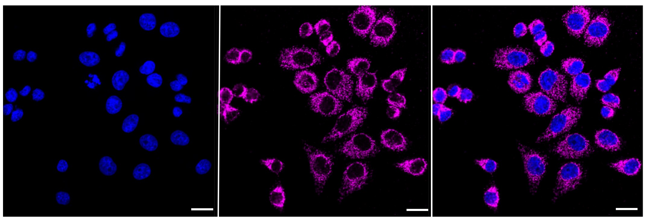 GRSF1 Antibody (23GB1660)