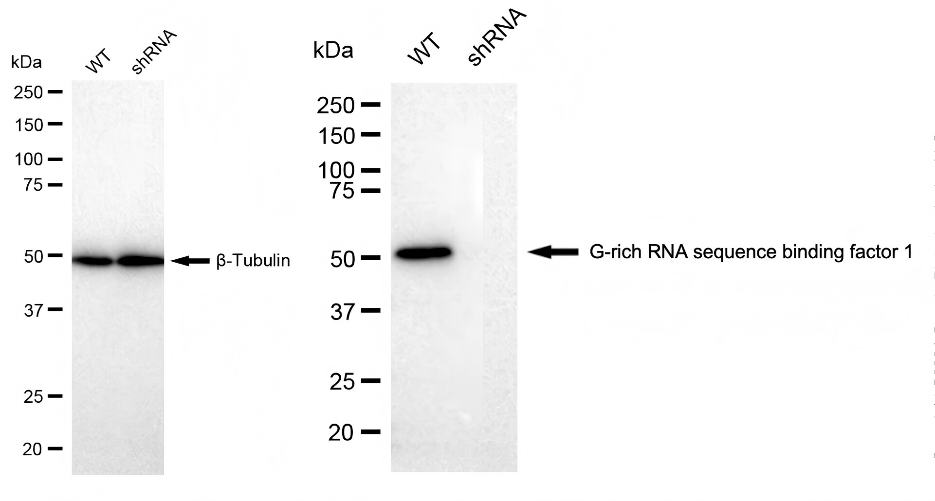 GRSF1 Antibody (23GB1660)