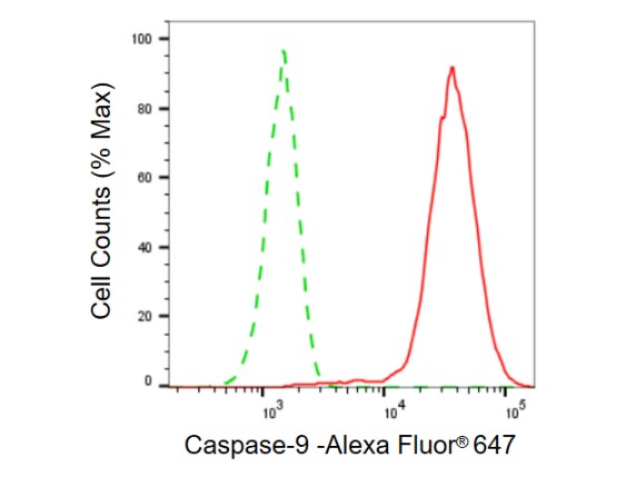 Caspase-9 Antibody (23GB730)