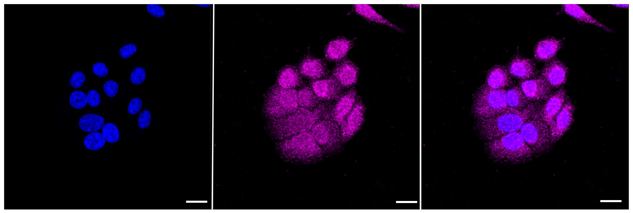 Caspase-9 Antibody (23GB730)