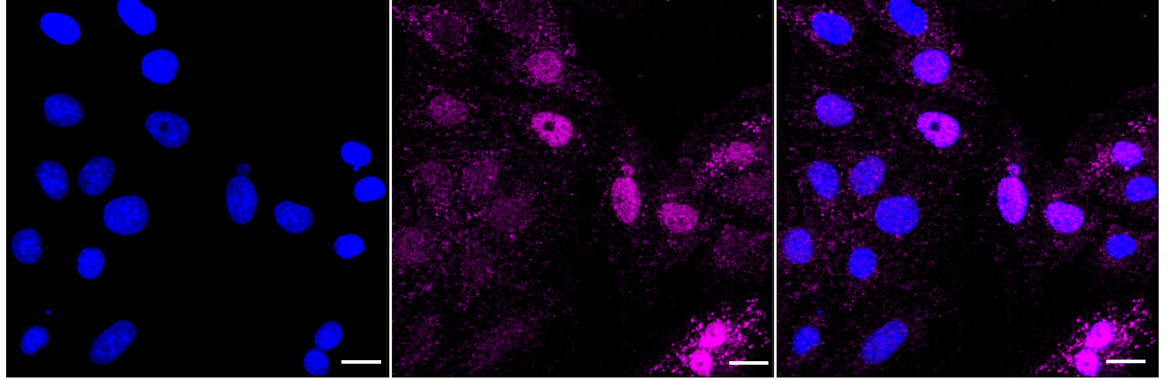 Transcription factor E3 Antibody (24GB2630)