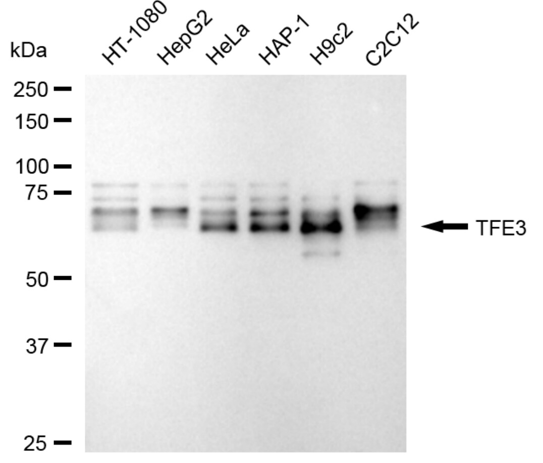 Transcription factor E3 Antibody (24GB2630)