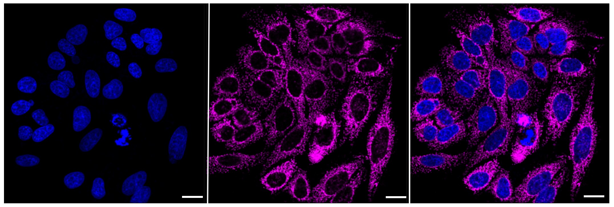 CS Citrate Synthase Antibody (23GB780)