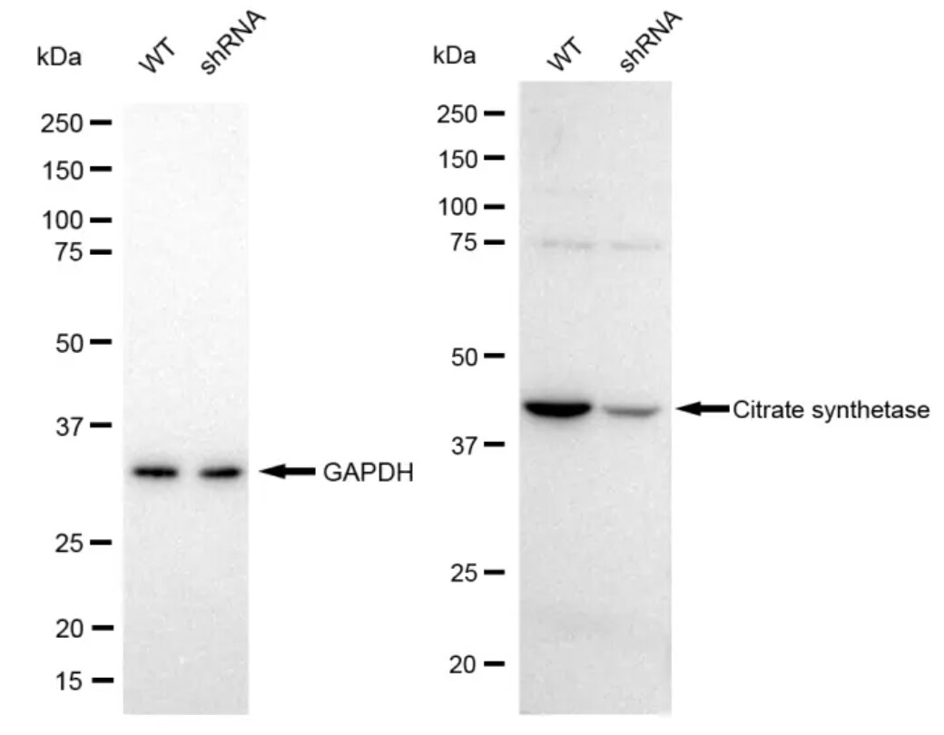 CS Citrate Synthase Antibody (23GB780)