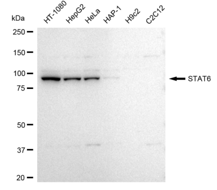 STAT6 Antibody (23GB4215)