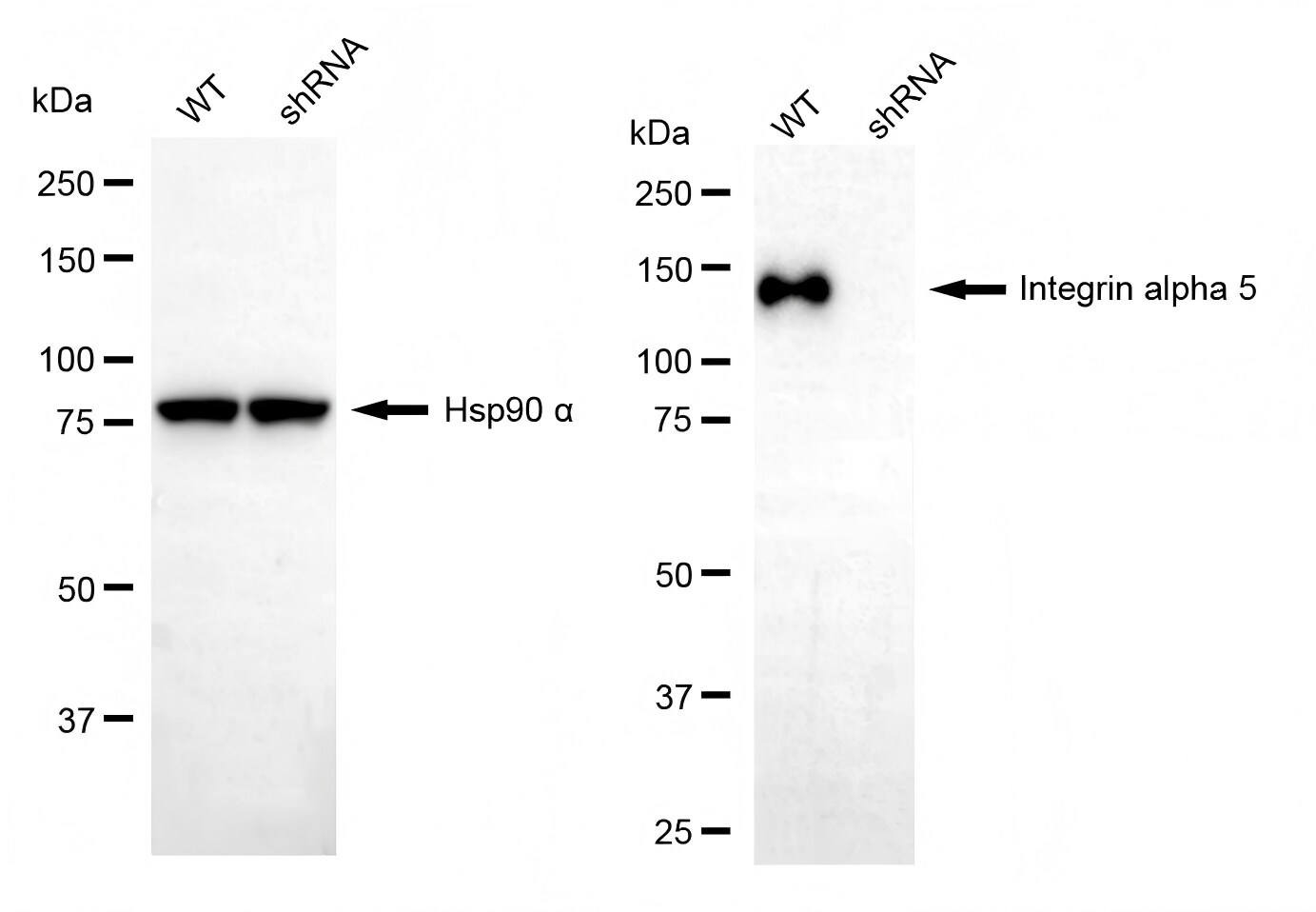 Integrin alpha 5/CD49e Antibody (23GB880)