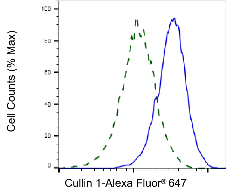 Cullin 1 Antibody (23GB1555)