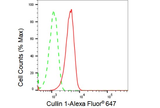 Cullin 1 Antibody (23GB1555)