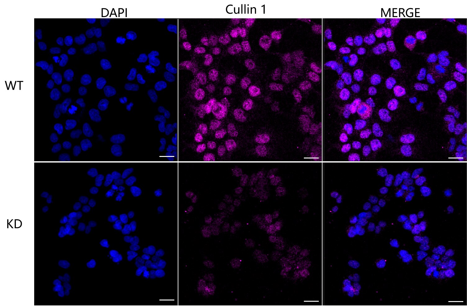 Cullin 1 Antibody (23GB1555)