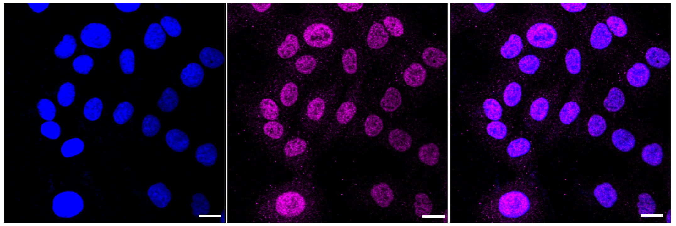 Cullin 1 Antibody (23GB1555)
