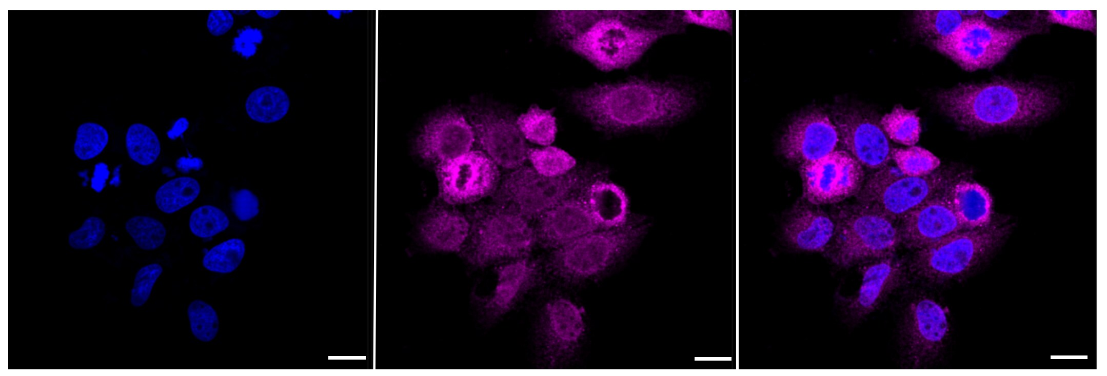 GSK-3 alpha Antibody (23GB855)