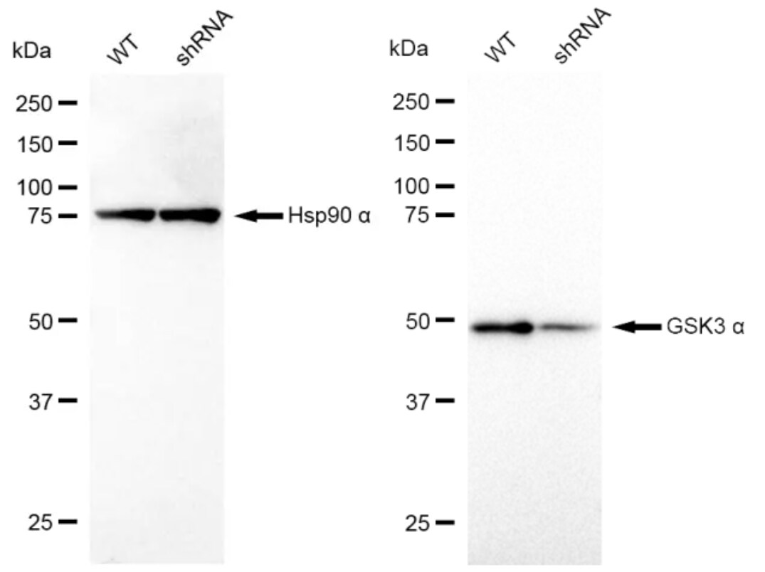 GSK-3 alpha Antibody (23GB855)
