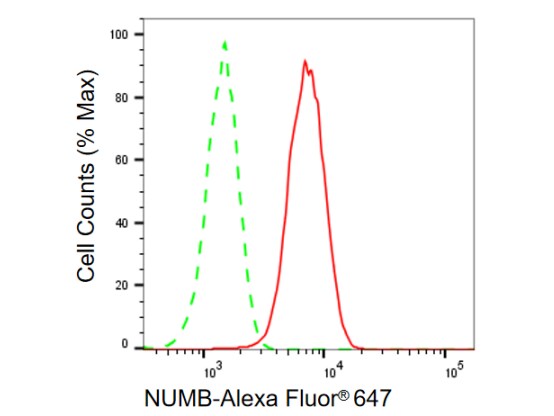 Numb Antibody (23GB940)
