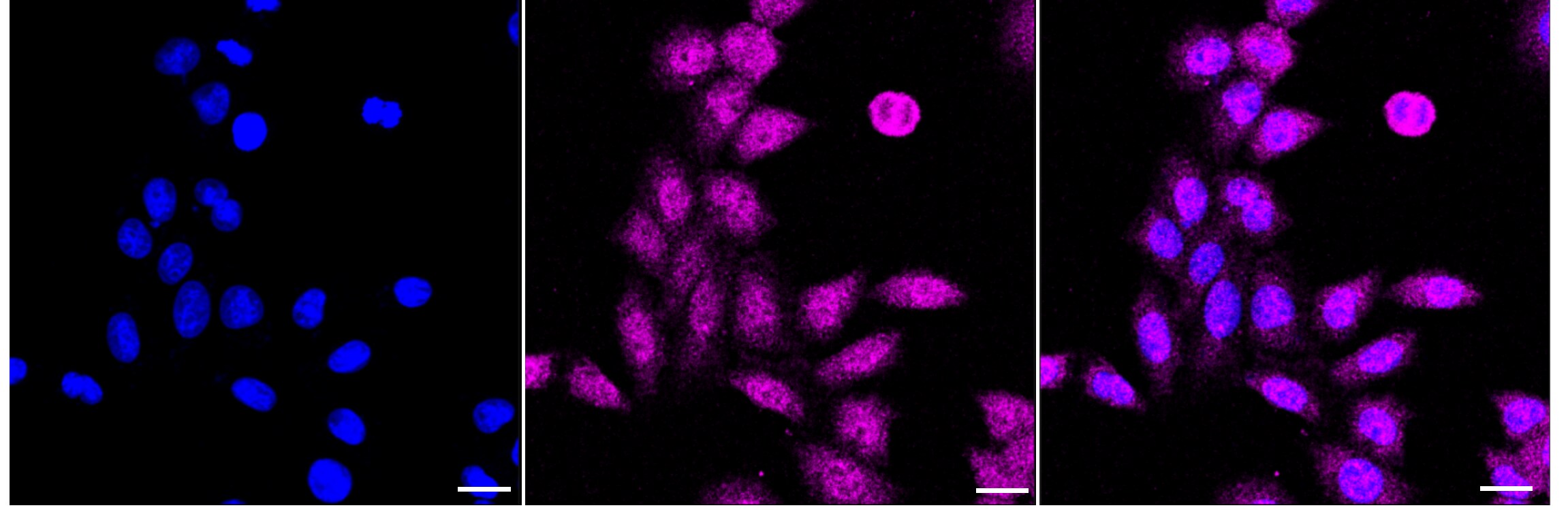 Numb Antibody (23GB940)