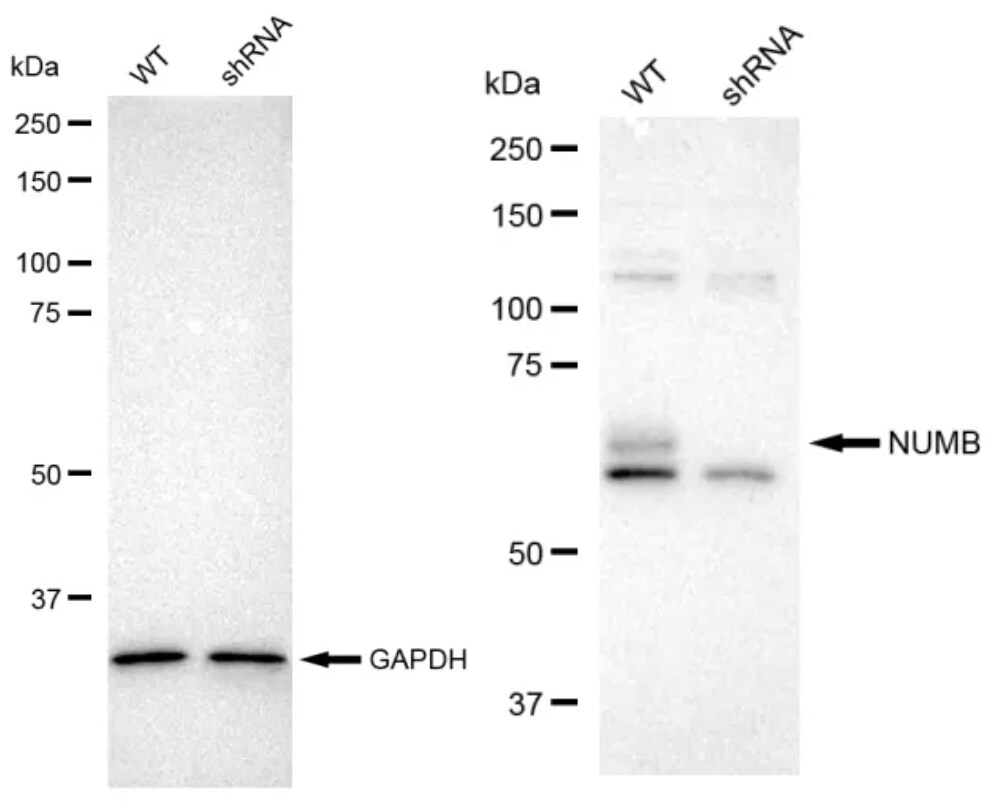 Numb Antibody (23GB940)
