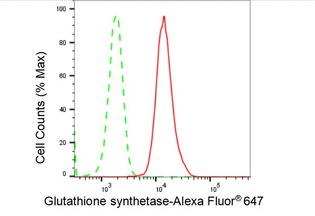 Glutathione Synthetase Antibody (23GB4385)