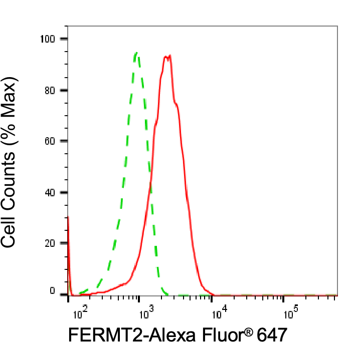 MIG2/Kindlin-2 Antibody (24GB6190)