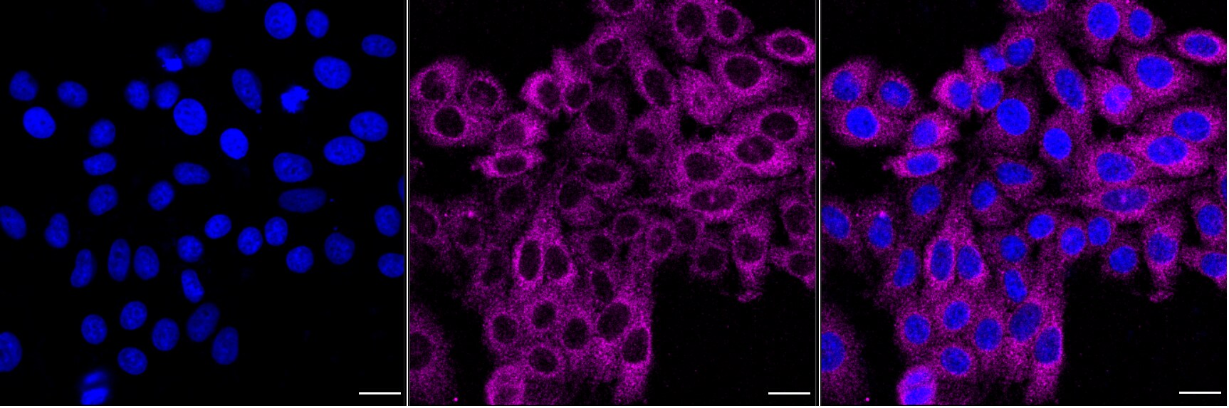 MIG2/Kindlin-2 Antibody (24GB6190)