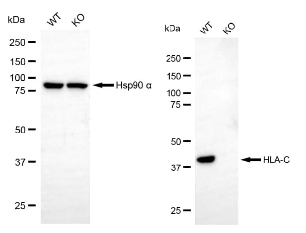 HLA C Antibody (24GB8545)