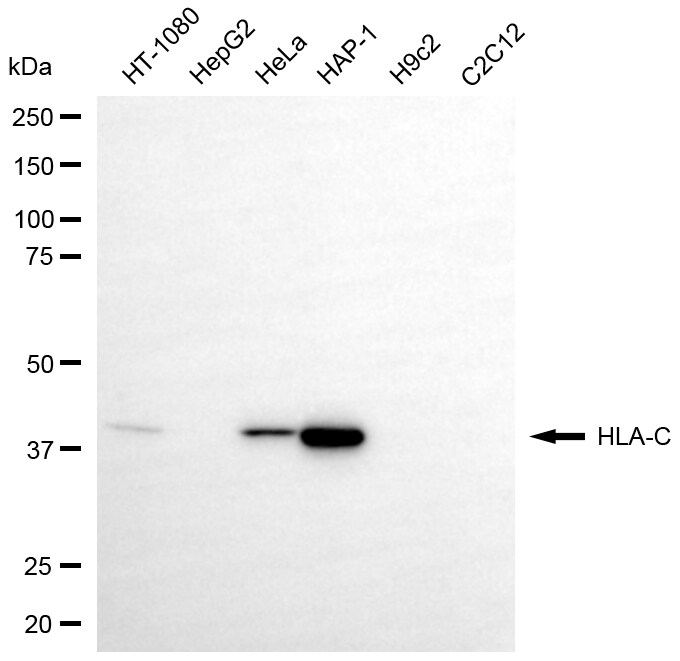 HLA C Antibody (24GB8545)