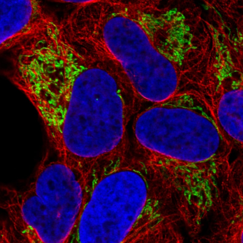 TUFM Antibody (CL2242) Immunocytochemistry/ Immunofluorescence: TUFM Antibody (CL2242) [NBP3-52456]