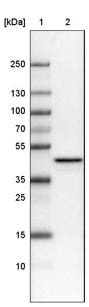 TUFM Antibody (CL2242) Western Blot: TUFM Antibody (CL2242) [NBP3-52456]