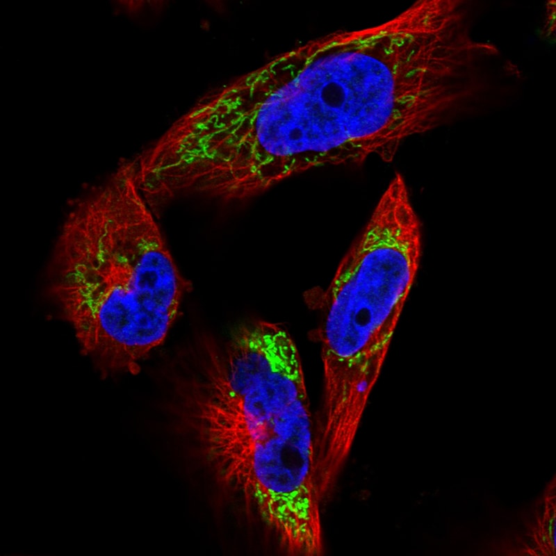 TUFM Antibody (CL2242) Immunocytochemistry/ Immunofluorescence: TUFM Antibody (CL2242) [NBP3-52054]