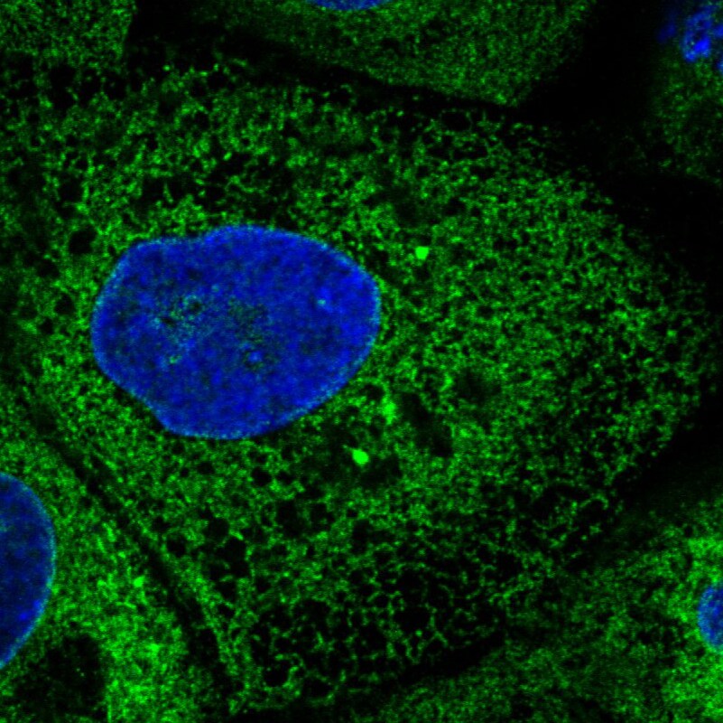 ERp57/PDIA3 Antibody (CL2444) Immunocytochemistry/ Immunofluorescence: ERp57/PDIA3 Antibody (CL2444) [NBP3-52458]