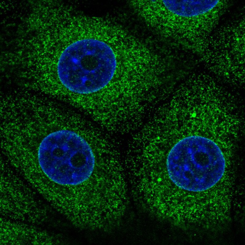 ERp57/PDIA3 Antibody (CL2444) Immunocytochemistry/ Immunofluorescence: ERp57/PDIA3 Antibody (CL2444) [NBP3-52458]