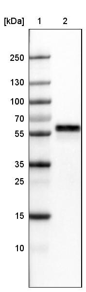 ERp57/PDIA3 Antibody (CL2444) Western Blot: ERp57/PDIA3 Antibody (CL2444) [NBP3-52458]