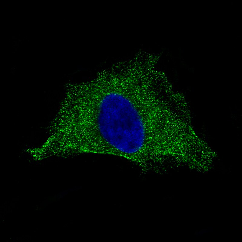 PLA2R1 Antibody (CL0474) Immunocytochemistry/ Immunofluorescence: PLA2R1 Antibody (CL0474) [NBP3-52061]