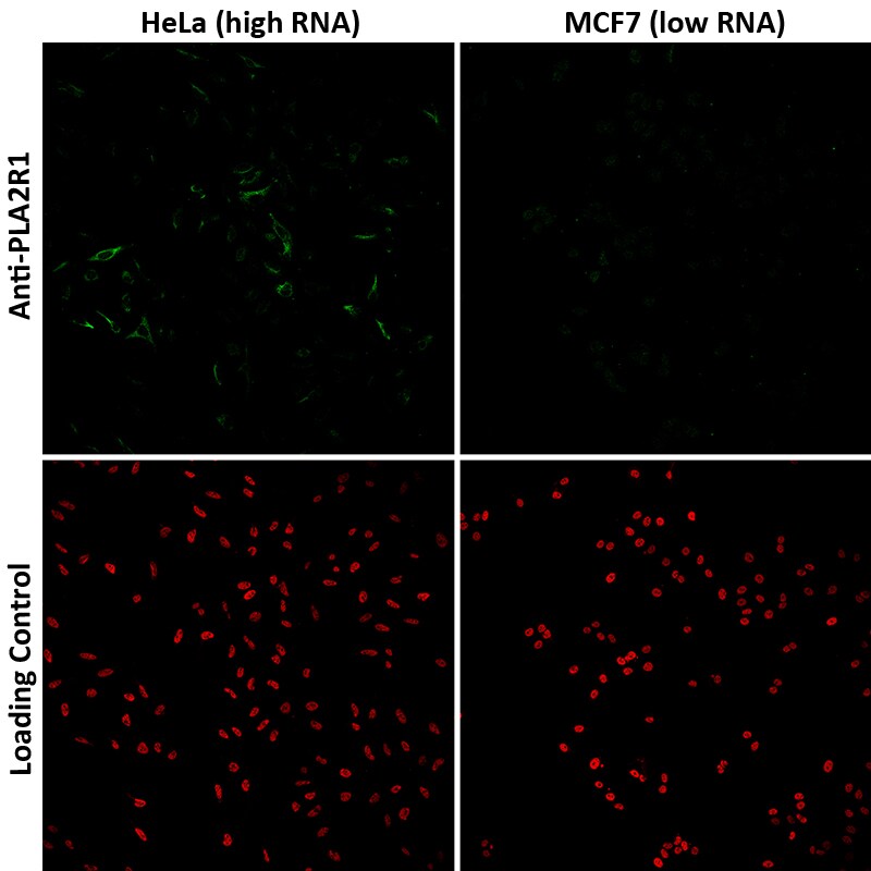 PLA2R1 Antibody (CL0474) Immunocytochemistry/ Immunofluorescence: PLA2R1 Antibody (CL0474) [NBP3-52061]