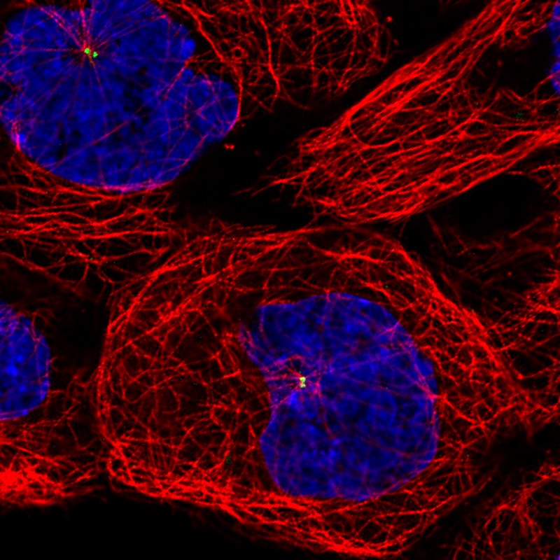 CEP350 Antibody (CL3423) Immunocytochemistry/ Immunofluorescence: CEP350 Antibody (CL3423) [NBP3-52470]