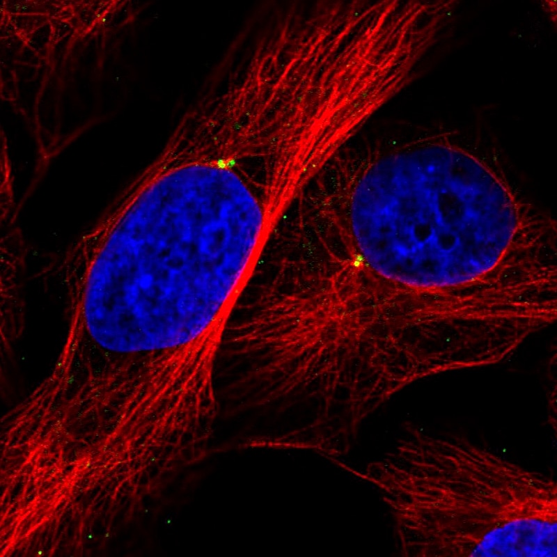 CEP350 Antibody (CL3423) Immunocytochemistry/ Immunofluorescence: CEP350 Antibody (CL3423) [NBP3-52470]