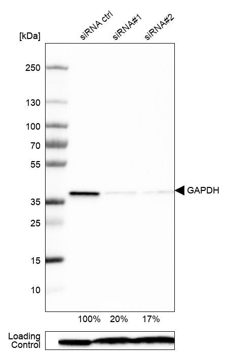 GAPDH Antibody (CL3265) Western Blot: GAPDH Antibody (CL3265) [NBP3-52489]