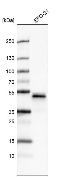 Pax2 Antibody (CL9469) Western Blot: Pax2 Antibody (CL9469) [NBP3-52485]