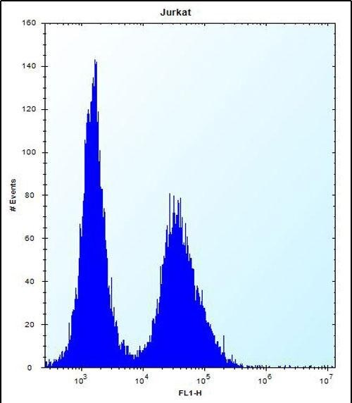 NBPF5 Antibody (RB31222)