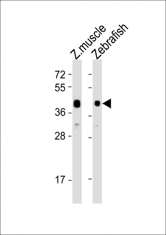 adra2db Antibody (RB52050)