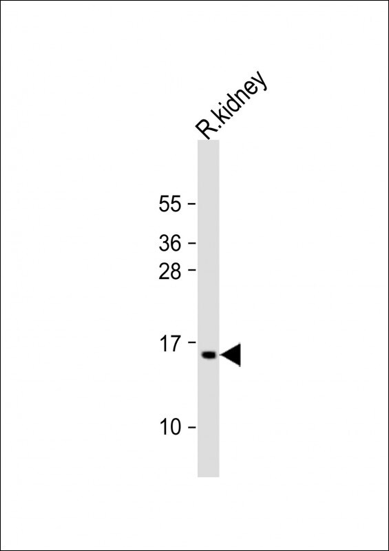 ATP5G3 Antibody (RB53864)