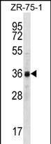 Cyclin Y like 2 Antibody (RB31166)