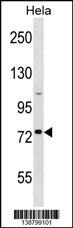 GOLGA8H Antibody (RB38799)