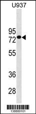 GOLGA8J Antibody (RB38800)