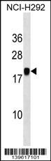 MIR7-3HG Antibody (RB39617)